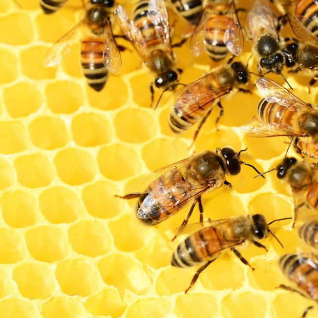 החיים המופלאים של הדבורים
