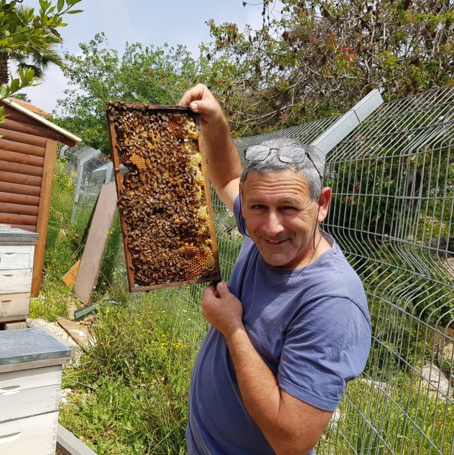 דבורים ליד הבית – קורס גידול דבורים לחובבים בגליל